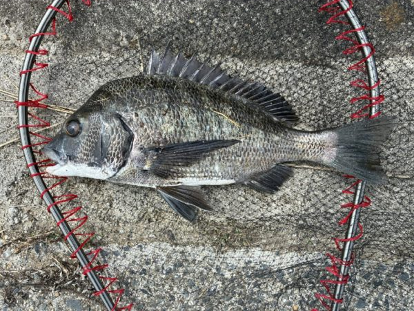 イチノ兄弟、釣果!