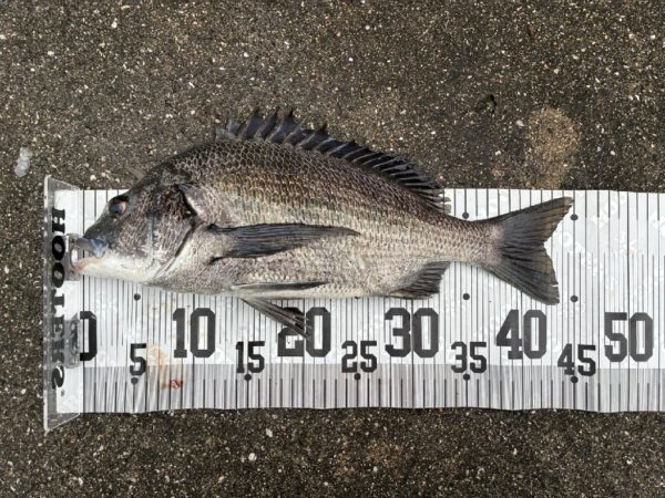 イチノ兄弟、釣果！