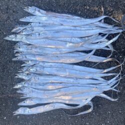 昼太刀魚