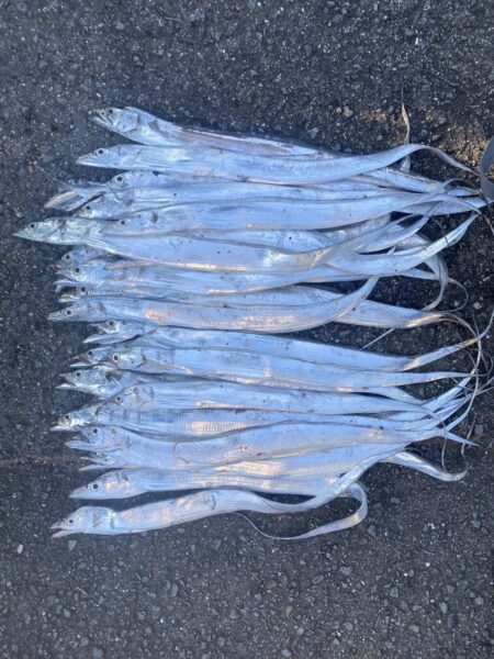 昼太刀魚