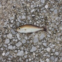 アジ釣り ウリ坊の大群