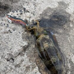 鳥を取って、魚を釣って行くｩ3nd