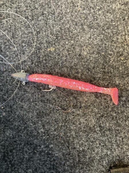 朝マズメの太刀魚調査で13匹GET