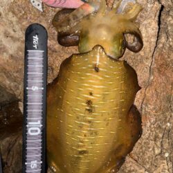 エギング、根魚