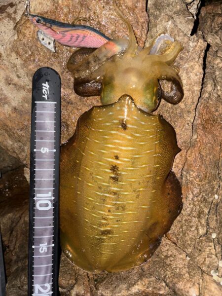エギング、根魚