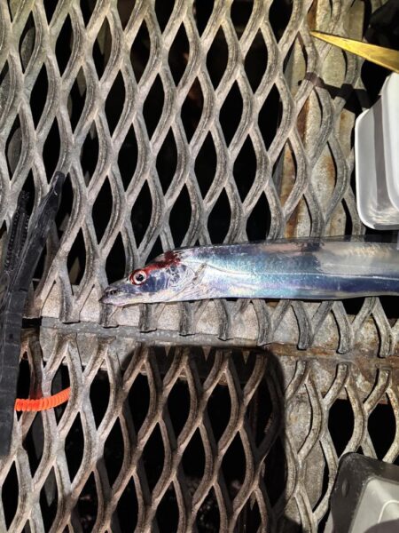 太刀魚釣り