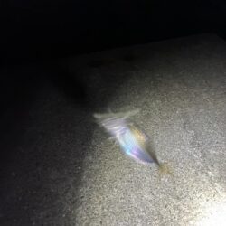 豆アジング