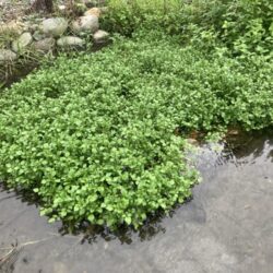 お手軽渓流ウグイング(北茨城市)