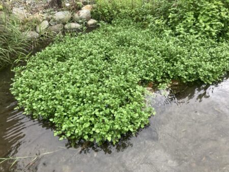 お手軽渓流ウグイング(北茨城市)