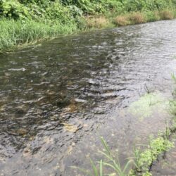 県北アユイング秋シーズン不調…