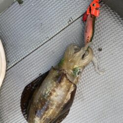 ティップラン開幕