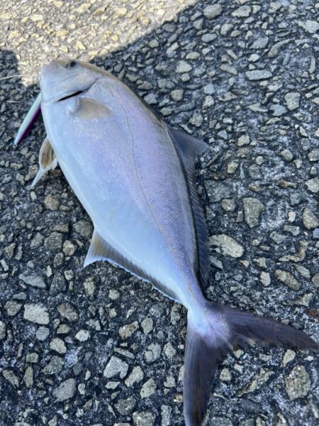 今年1番大きい