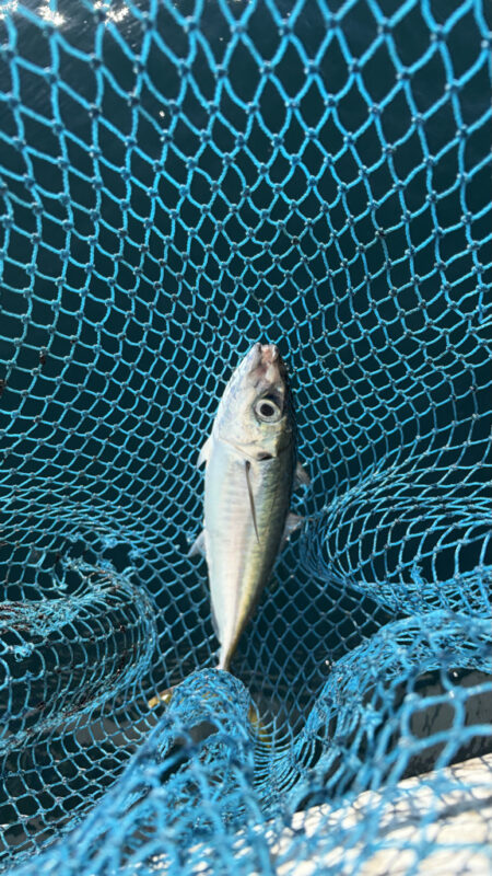 カセ釣り