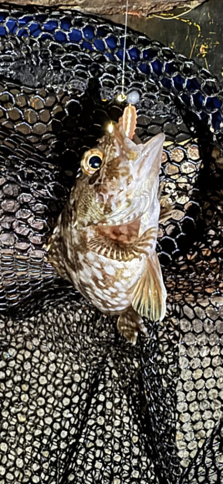 まだまだ豆アジ