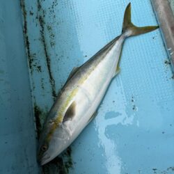 初めてのノマセ釣り