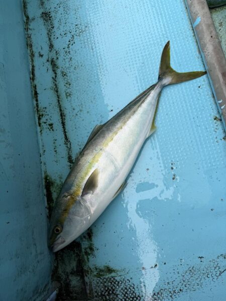 初めてのノマセ釣り