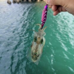 他魚種多様