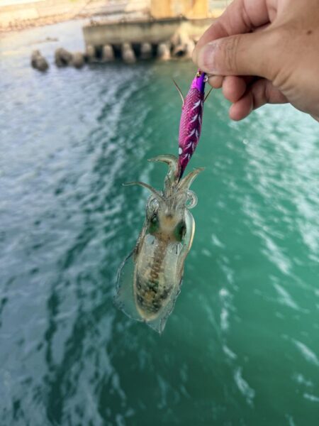 他魚種多様
