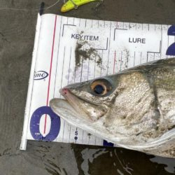 1か月ぶりのシーバス釣行