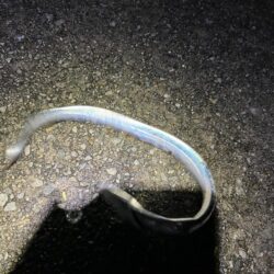 2年ぶりの太刀魚