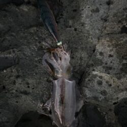 キシングからのエギング