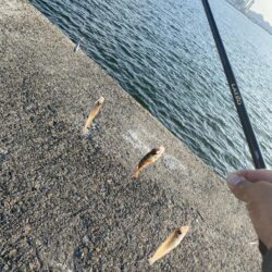 シロギスタ:久々の沖堤防