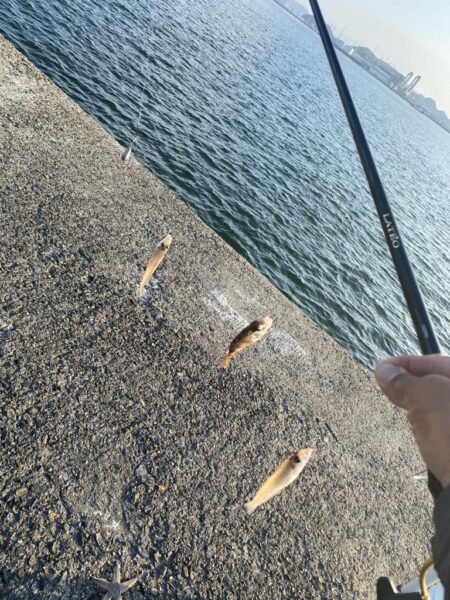 シロギスタ:久々の沖堤防