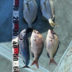 チヌ釣り