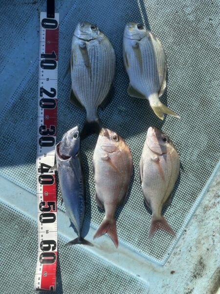チヌ釣り