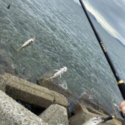 シロギスタ:ヒイラギ祭りからのシロギス21.5cm