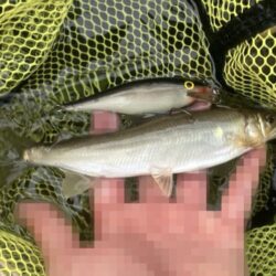 シャッドラップ炸裂！拾い釣りアユイング (北茨城市)