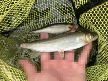 シャッドラップ炸裂！拾い釣りアユイング (北茨城市)
