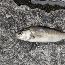 エビ撒きで五目釣り