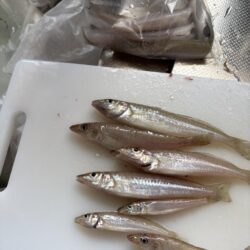 キス釣り