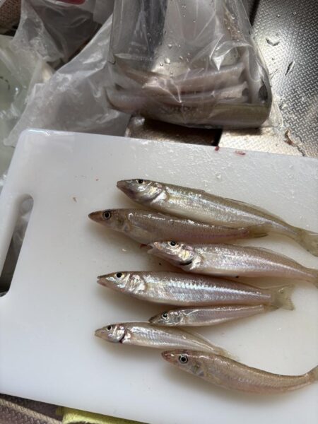 キス釣り