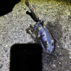 タチウオ釣り場でエギング