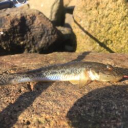 マハゼシフトへ