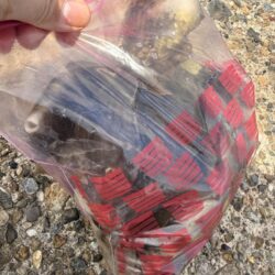 カワハギ調査もいきなり爆釣!!