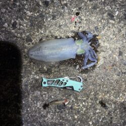 秋エギング釣査
