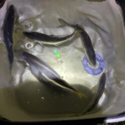 今年も釣れました