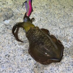 明石でアタリが全く無く激渋からの干潮前に４連発！