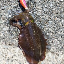 新子探し