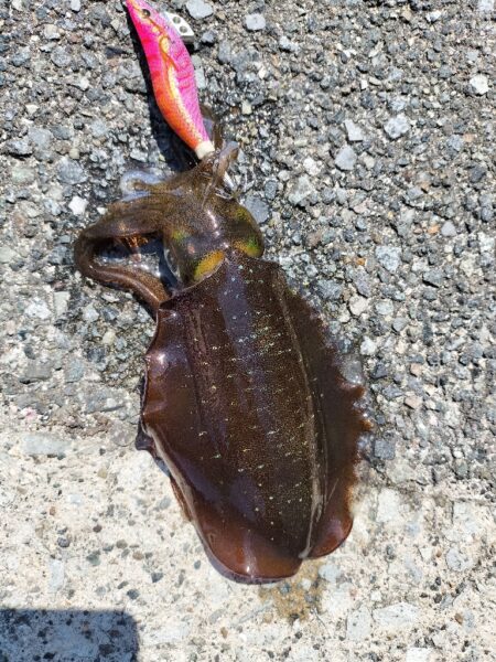 新子探し