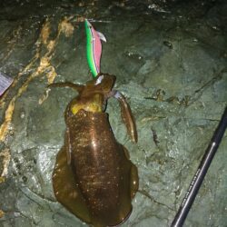 今日も新子入れ食い