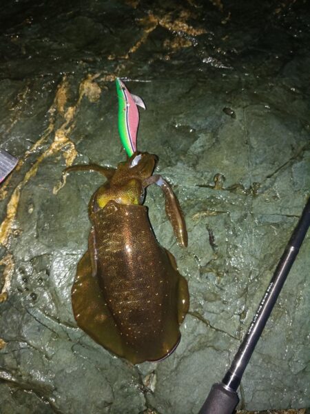 今日も新子入れ食い