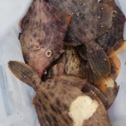 ミャク釣り
