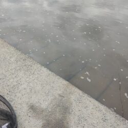 いつもの鯉釣り