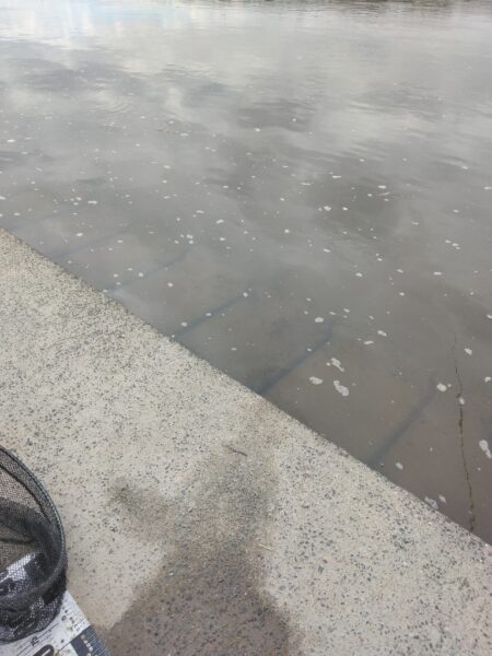 いつもの鯉釣り