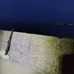 夏タチウオ