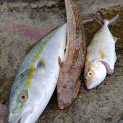 狙いの魚が今年初